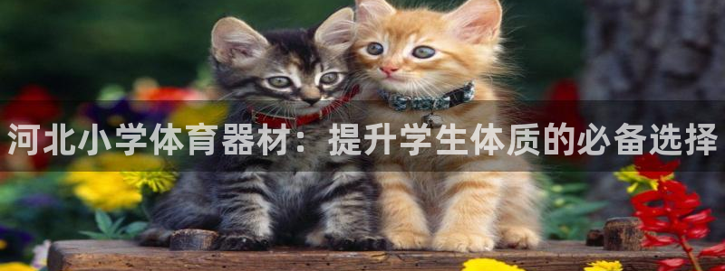 杏鑫娱乐登录地址在哪里：河北小学体育器材：提升学生体质的必备